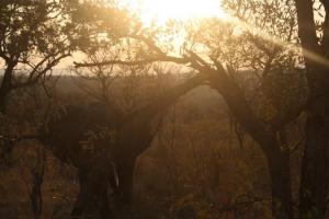 Norsu Krugerin kansallisupuistossa Mpumalangassa maan itäosassa. Kuva: Mira Luoma